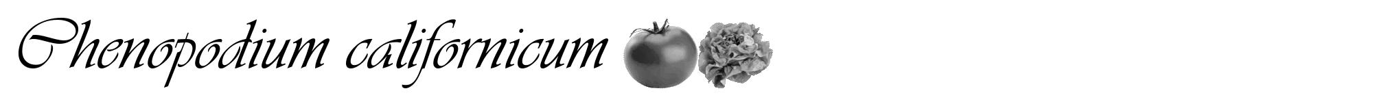Étiquette de : Chenopodium californicum - format a - style noire60viv avec comestibilité simplifiée