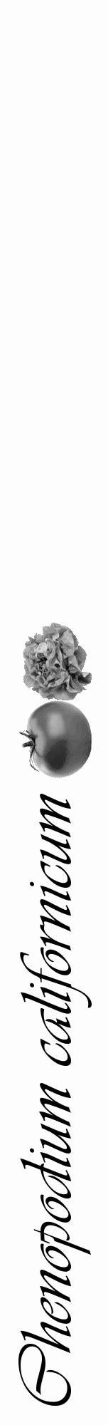 Étiquette de : Chenopodium californicum - format a - style noire19viv avec comestibilité simplifiée - position verticale