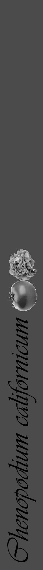 Étiquette de : Chenopodium californicum - format a - style noire9viv avec comestibilité simplifiée - position verticale