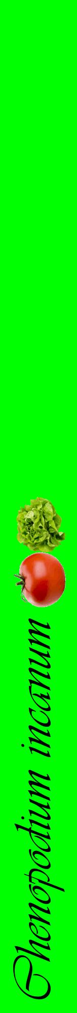Étiquette de : Chenopodium incanum - format a - style noire16viv avec comestibilité simplifiée