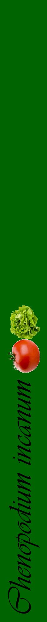 Étiquette de : Chenopodium incanum - format a - style noire8viv avec comestibilité simplifiée