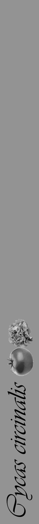 Étiquette de : Cycas circinalis - format a - style noire44viv avec comestibilité simplifiée - position verticale
