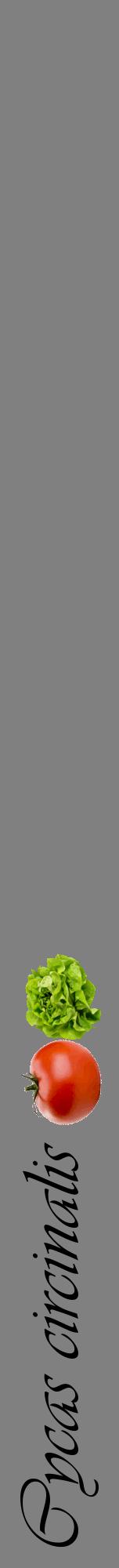 Étiquette de : Cycas circinalis - format a - style noire57viv avec comestibilité simplifiée
