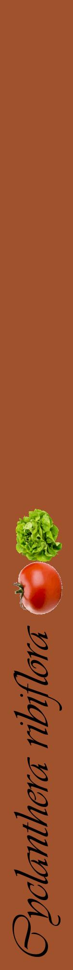 Étiquette de : Cyclanthera ribiflora - format a - style noire32viv avec comestibilité simplifiée