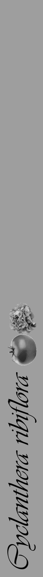 Étiquette de : Cyclanthera ribiflora - format a - style noire42viv avec comestibilité simplifiée - position verticale