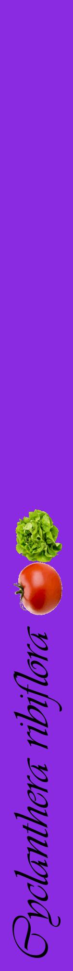 Étiquette de : Cyclanthera ribiflora - format a - style noire49viv avec comestibilité simplifiée
