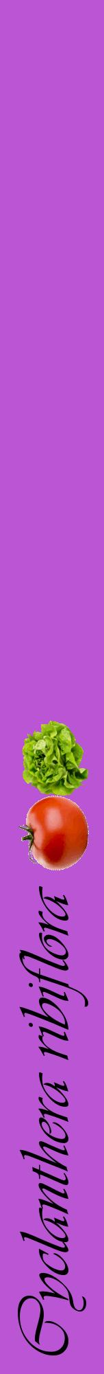 Étiquette de : Cyclanthera ribiflora - format a - style noire50viv avec comestibilité simplifiée