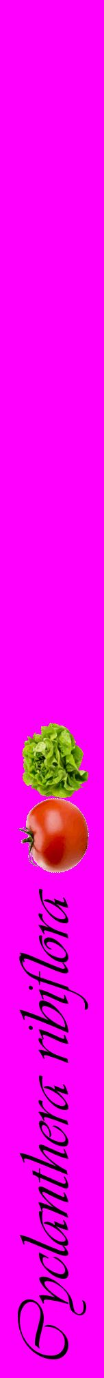 Étiquette de : Cyclanthera ribiflora - format a - style noire51viv avec comestibilité simplifiée