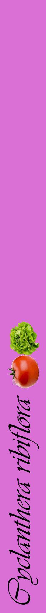 Étiquette de : Cyclanthera ribiflora - format a - style noire52viv avec comestibilité simplifiée