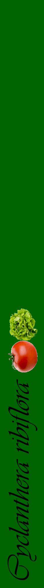 Étiquette de : Cyclanthera ribiflora - format a - style noire8viv avec comestibilité simplifiée