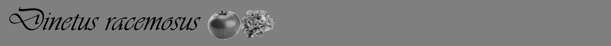 Étiquette de : Dinetus racemosus - format a - style noire31viv avec comestibilité simplifiée