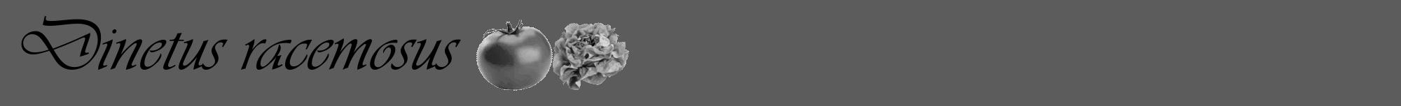 Étiquette de : Dinetus racemosus - format a - style noire49viv avec comestibilité simplifiée