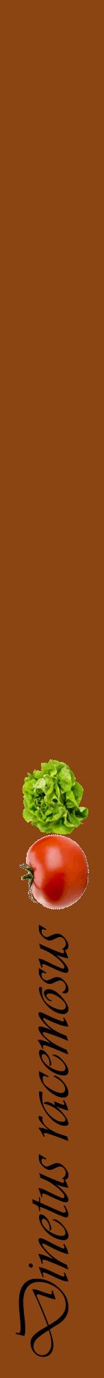 Étiquette de : Dinetus racemosus - format a - style noire30viv avec comestibilité simplifiée