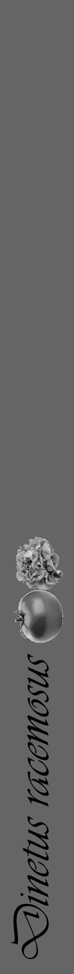 Étiquette de : Dinetus racemosus - format a - style noire32viv avec comestibilité simplifiée - position verticale