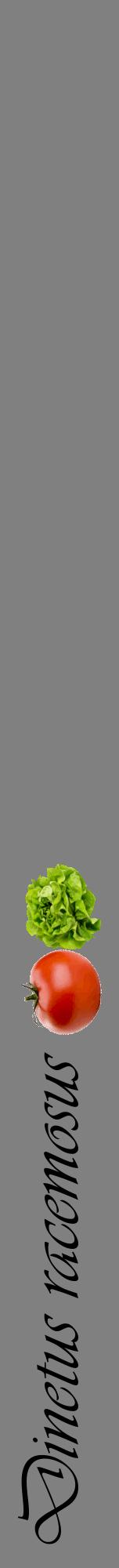 Étiquette de : Dinetus racemosus - format a - style noire57viv avec comestibilité simplifiée