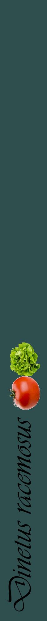 Étiquette de : Dinetus racemosus - format a - style noire58viv avec comestibilité simplifiée