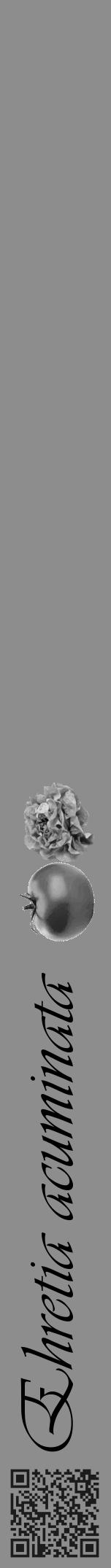 Étiquette de : Ehretia acuminata - format a - style noire2viv avec qrcode et comestibilité simplifiée - position verticale
