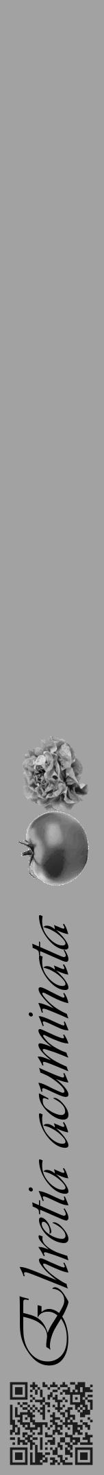 Étiquette de : Ehretia acuminata - format a - style noire38viv avec qrcode et comestibilité simplifiée - position verticale