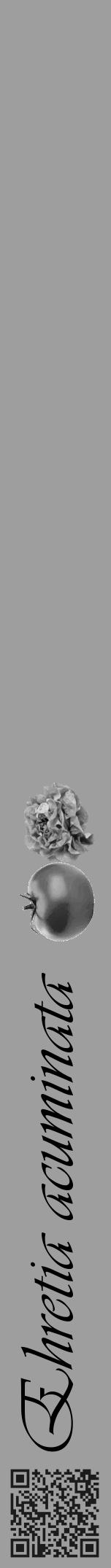 Étiquette de : Ehretia acuminata - format a - style noire42basiqueviv avec qrcode et comestibilité simplifiée - position verticale