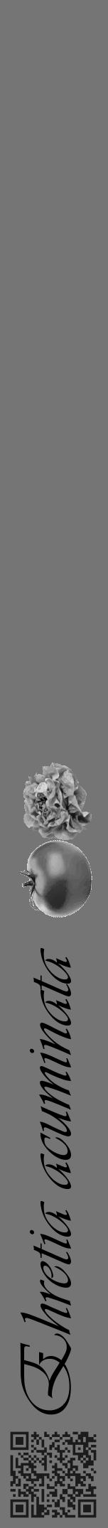 Étiquette de : Ehretia acuminata - format a - style noire5viv avec qrcode et comestibilité simplifiée - position verticale