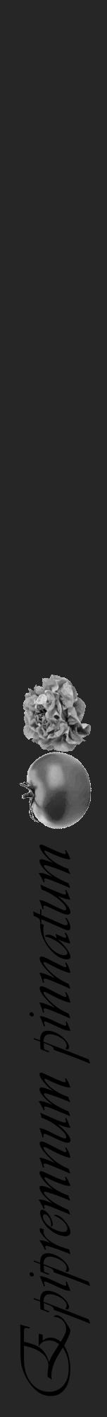 Étiquette de : Epipremnum pinnatum - format a - style noire29viv avec comestibilité simplifiée - position verticale