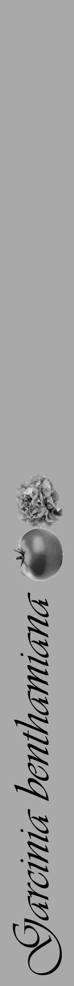 Étiquette de : Garcinia benthamiana - format a - style noire13viv avec comestibilité simplifiée - position verticale