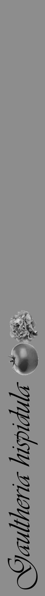 Étiquette de : Gaultheria hispidula - format a - style noire2viv avec comestibilité simplifiée - position verticale