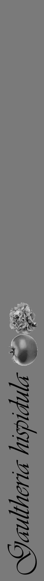 Étiquette de : Gaultheria hispidula - format a - style noire3viv avec comestibilité simplifiée - position verticale