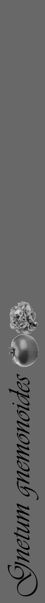 Étiquette de : Gnetum gnemonoides - format a - style noire6viv avec comestibilité simplifiée - position verticale