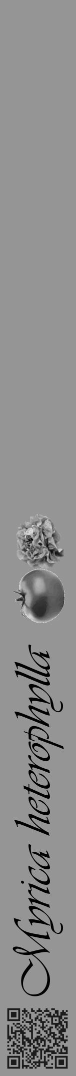 Étiquette de : Myrica heterophylla - format a - style noire16basiqueviv avec qrcode et comestibilité simplifiée - position verticale