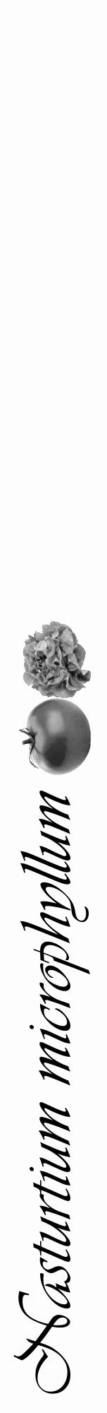 Étiquette de : Nasturtium microphyllum - format a - style noire19viv avec comestibilité simplifiée - position verticale