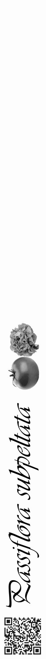 Étiquette de : Passiflora subpeltata - format a - style noire19viv avec qrcode et comestibilité simplifiée - position verticale