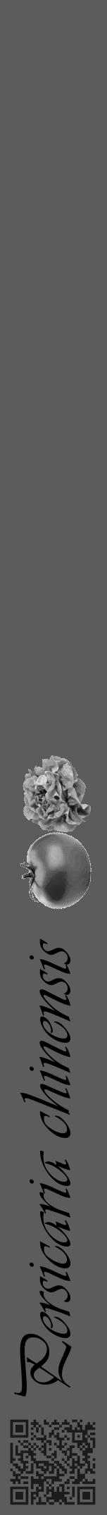 Étiquette de : Persicaria chinensis - format a - style noire49viv avec qrcode et comestibilité simplifiée - position verticale