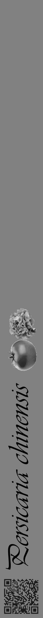 Étiquette de : Persicaria chinensis - format a - style noire50viv avec qrcode et comestibilité simplifiée - position verticale