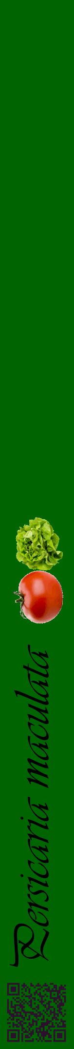 Étiquette de : Persicaria maculata - format a - style noire8viv avec qrcode et comestibilité simplifiée