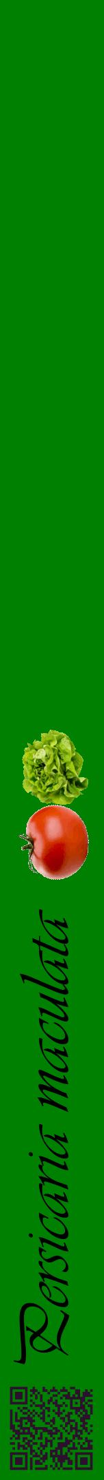 Étiquette de : Persicaria maculata - format a - style noire9viv avec qrcode et comestibilité simplifiée