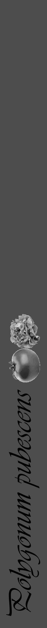 Étiquette de : Polygonum pubescens - format a - style noire28viv avec comestibilité simplifiée - position verticale