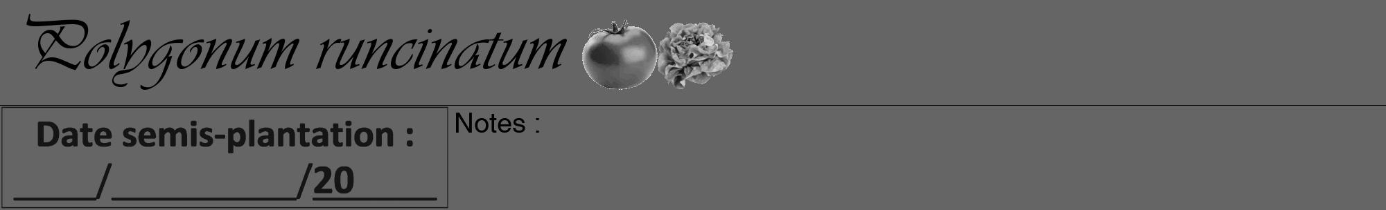 Étiquette de : Polygonum runcinatum - format a - style noire32viv avec comestibilité simplifiée