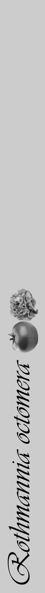 Étiquette de : Rothmannia octomera - format a - style noire0viv avec comestibilité simplifiée - position verticale