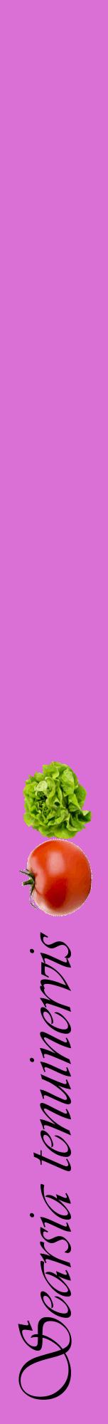 Étiquette de : Searsia tenuinervis - format a - style noire52viv avec comestibilité simplifiée
