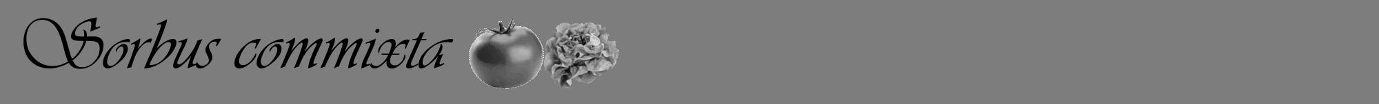 Étiquette de : Sorbus commixta - format a - style noire35viv avec comestibilité simplifiée