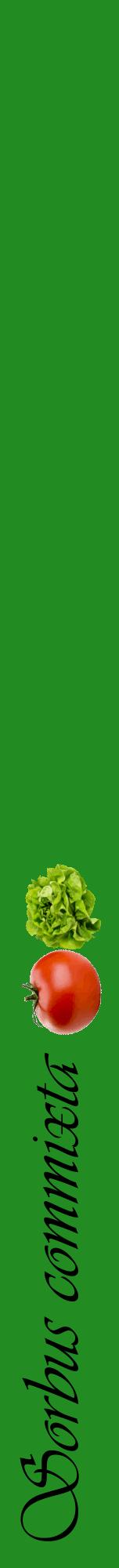 Étiquette de : Sorbus commixta - format a - style noire10viv avec comestibilité simplifiée