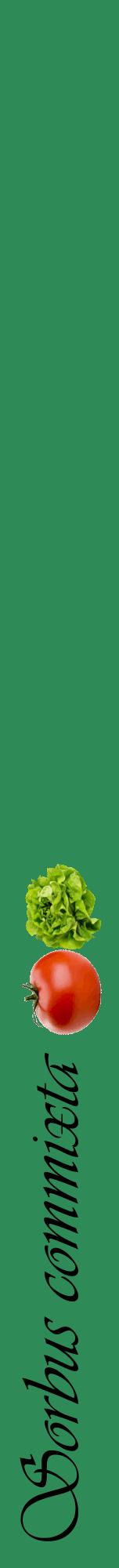 Étiquette de : Sorbus commixta - format a - style noire11viv avec comestibilité simplifiée