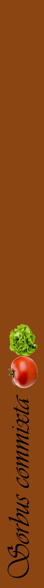 Étiquette de : Sorbus commixta - format a - style noire30viv avec comestibilité simplifiée