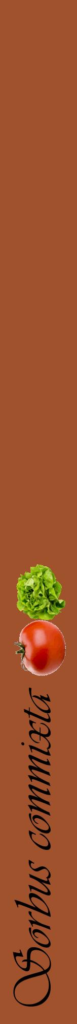 Étiquette de : Sorbus commixta - format a - style noire32viv avec comestibilité simplifiée