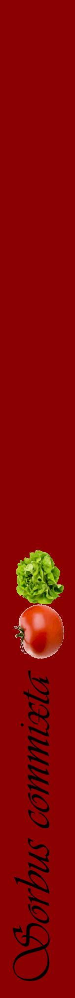 Étiquette de : Sorbus commixta - format a - style noire34viv avec comestibilité simplifiée
