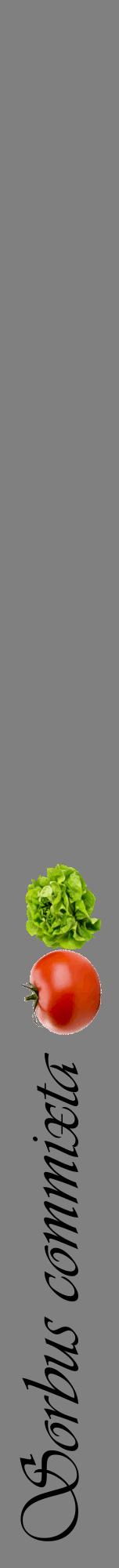 Étiquette de : Sorbus commixta - format a - style noire57viv avec comestibilité simplifiée