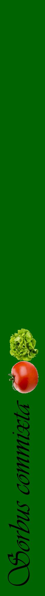 Étiquette de : Sorbus commixta - format a - style noire8viv avec comestibilité simplifiée