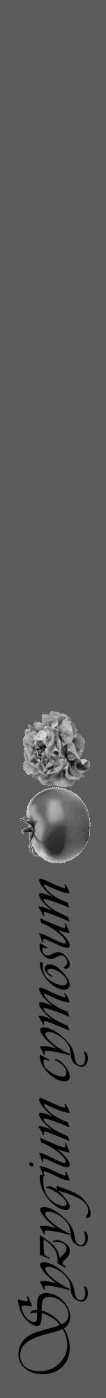 Étiquette de : Syzygium cymosum - format a - style noire49viv avec comestibilité simplifiée - position verticale