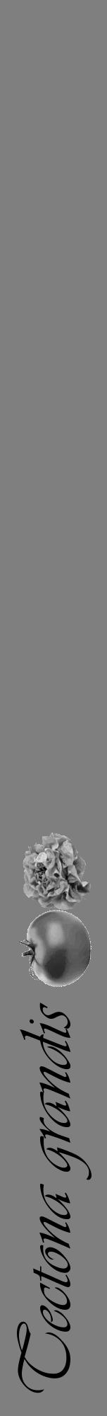 Étiquette de : Tectona grandis - format a - style noire31viv avec comestibilité simplifiée - position verticale